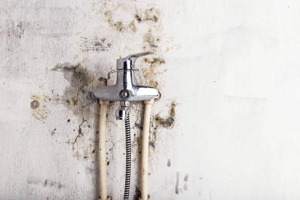 Best Fast Mold Removal  in Lower Grand Lagoon, FL