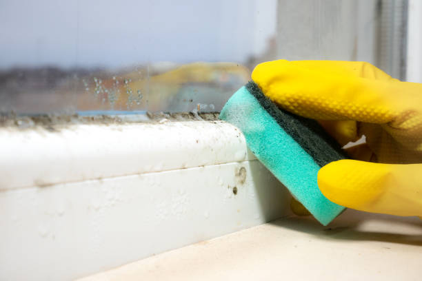 Best Same-Day Mold Removal  in Lower Grand Lagoon, FL