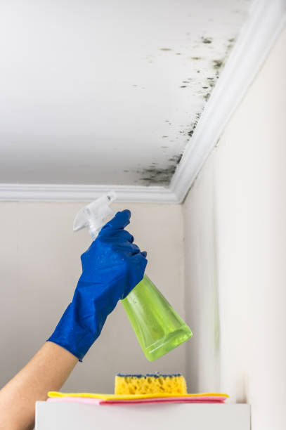 Mold Removal Process in Lower Grand Lagoon, FL
